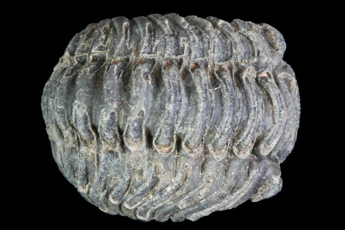 Small Enrolled Acastoides Trilobite Fossil - Morocco #76428